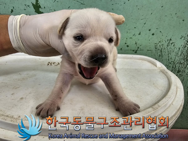 믹스견 이미지 파일 입니다.