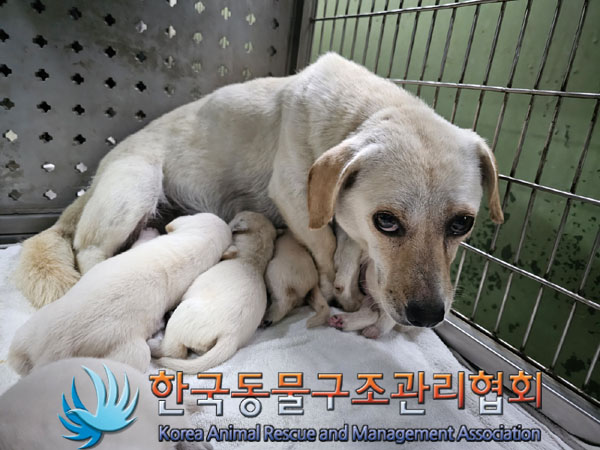 믹스견 이미지 파일 입니다.