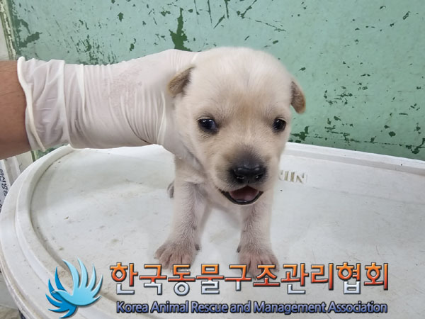 믹스견 이미지 파일 입니다.
