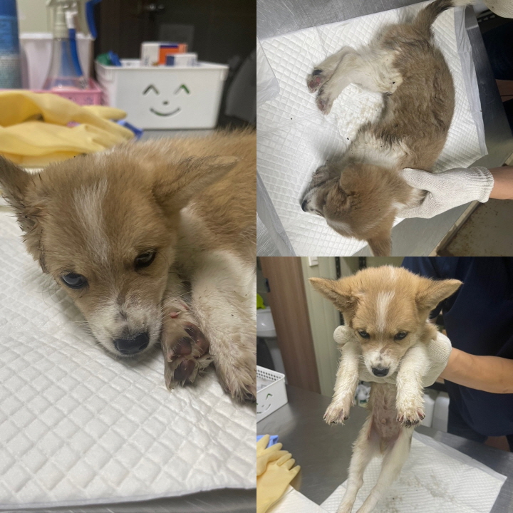 믹스견 이미지 파일 입니다.