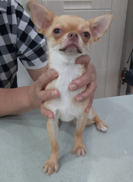 믹스견 이미지 파일 입니다.