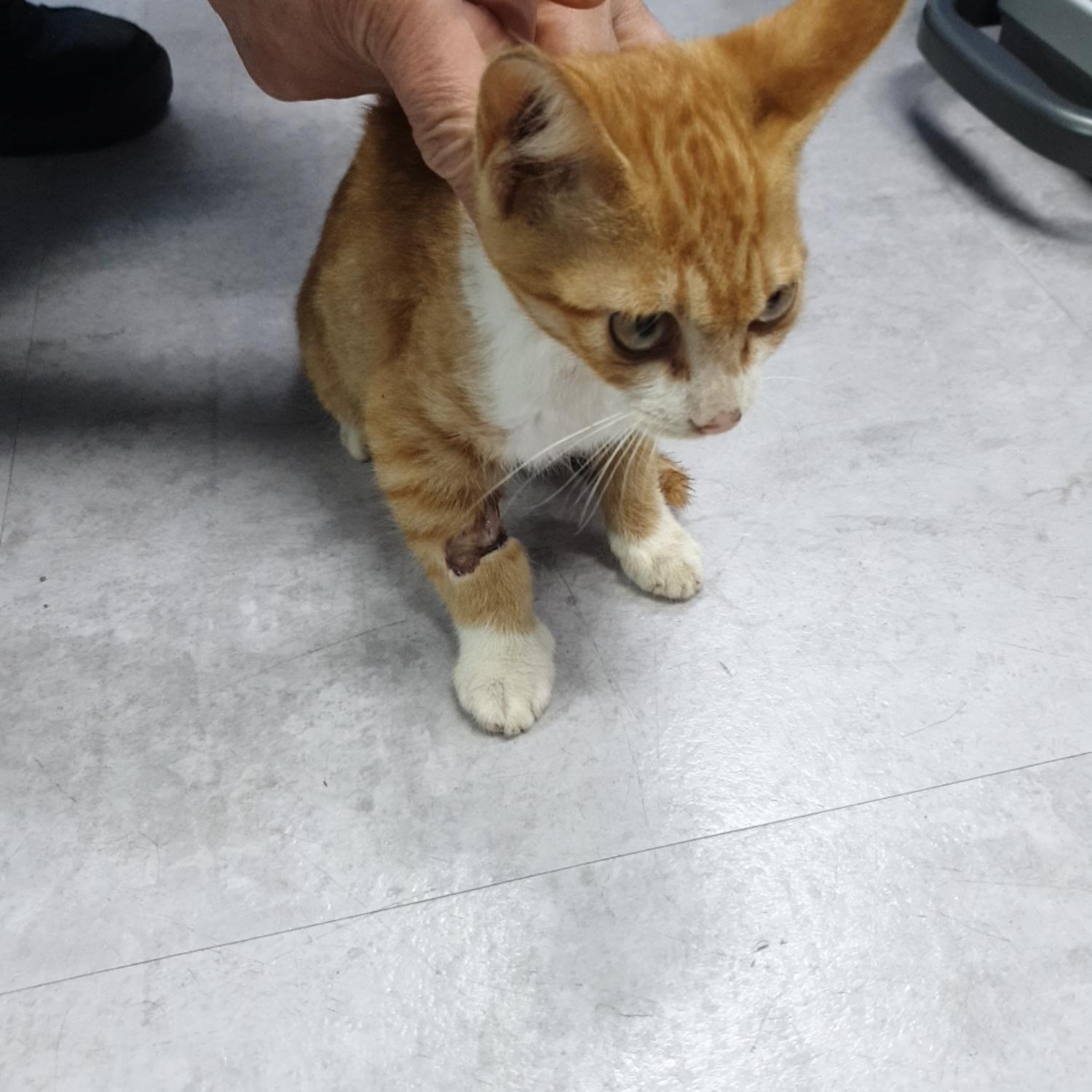 한국 고양이 이미지 파일 입니다.