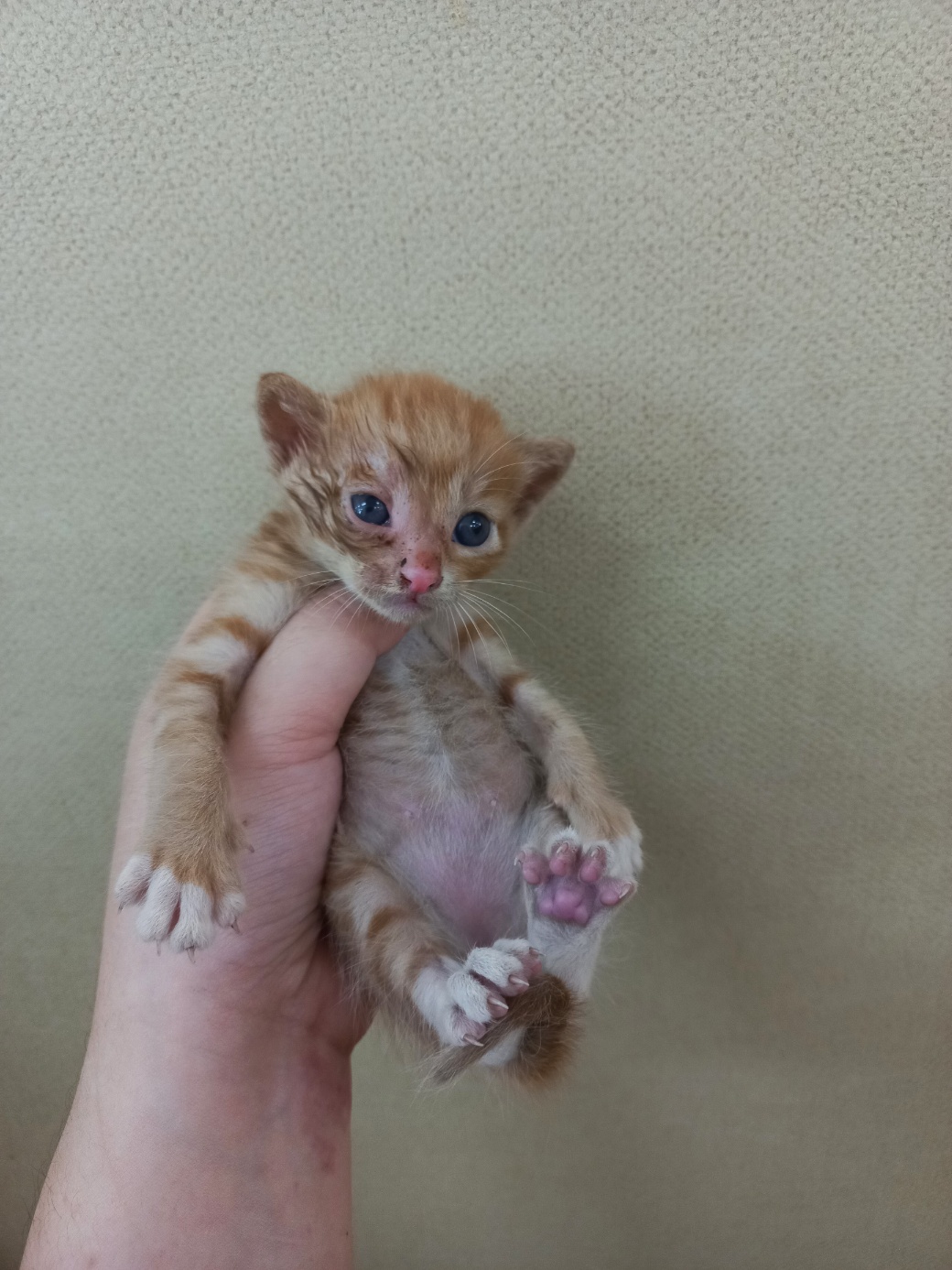 한국 고양이 이미지 파일 입니다.