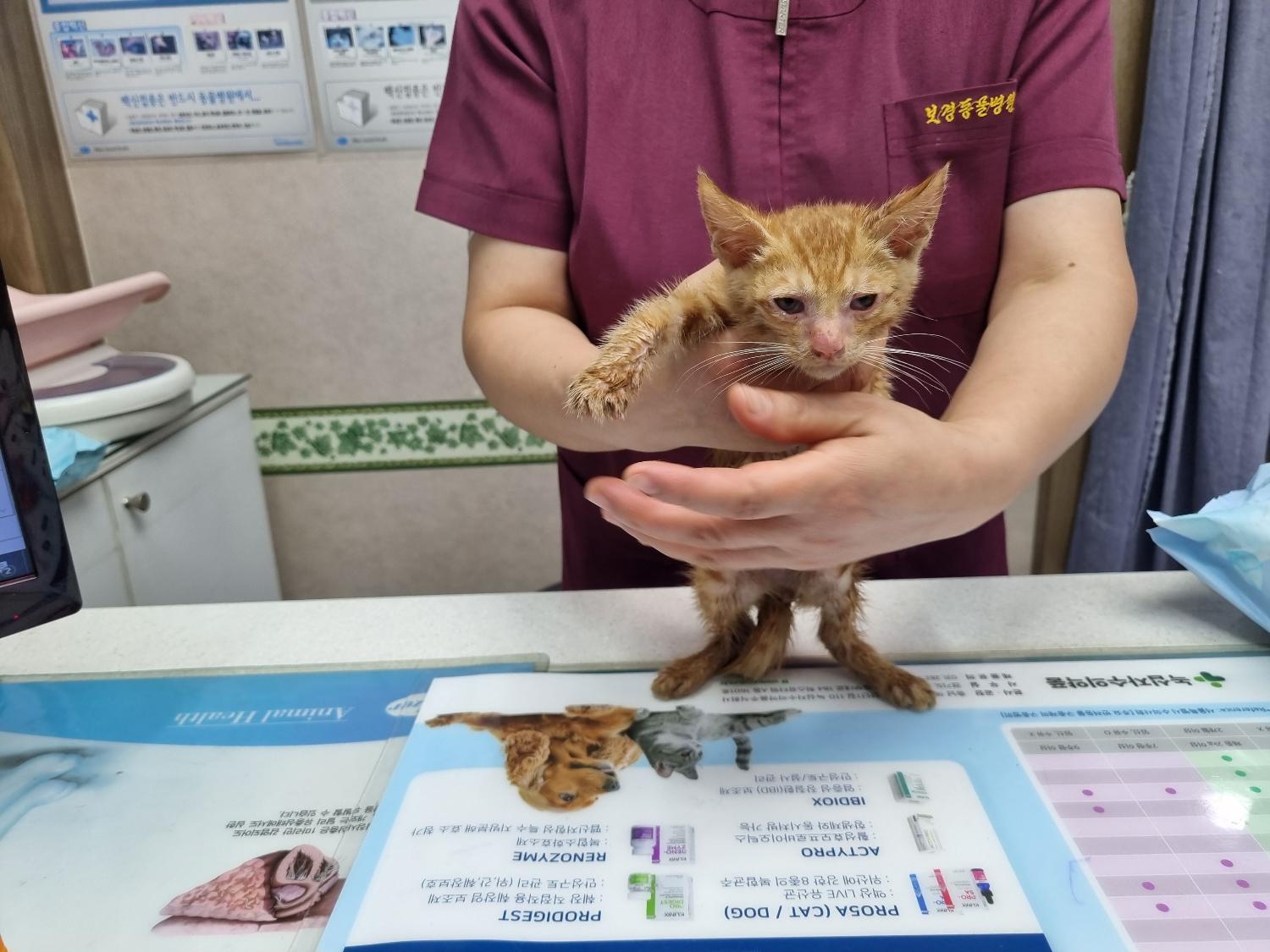 한국 고양이 이미지 파일 입니다.