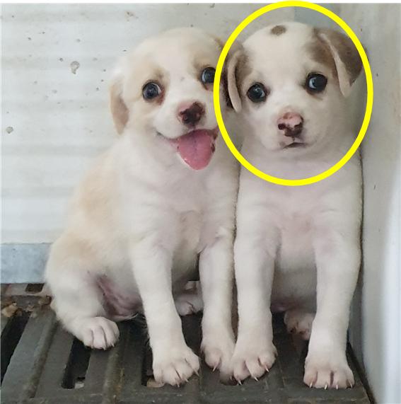 믹스견 이미지 파일 입니다.