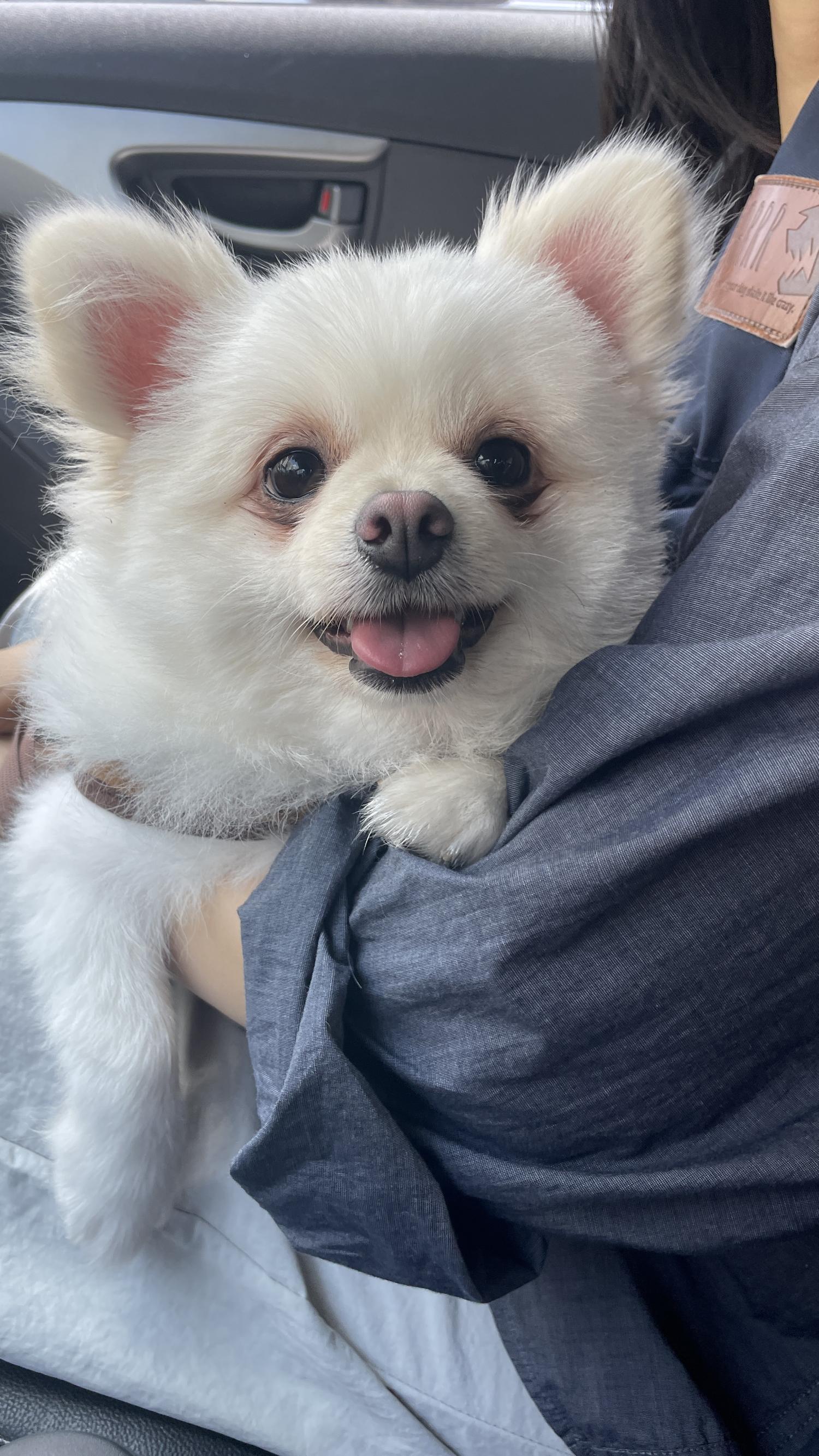 포메라니안 이미지 파일 입니다.