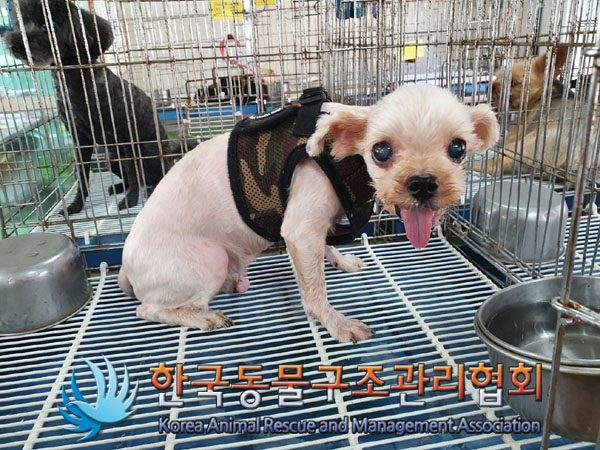 말티즈 이미지 파일 입니다.