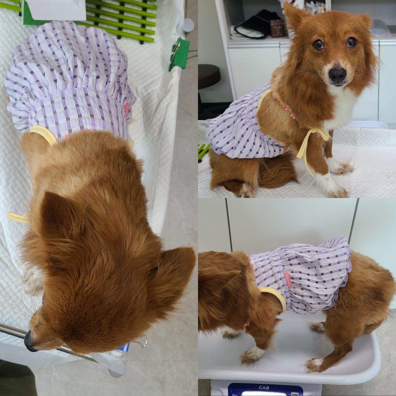 믹스견 이미지 파일 입니다.