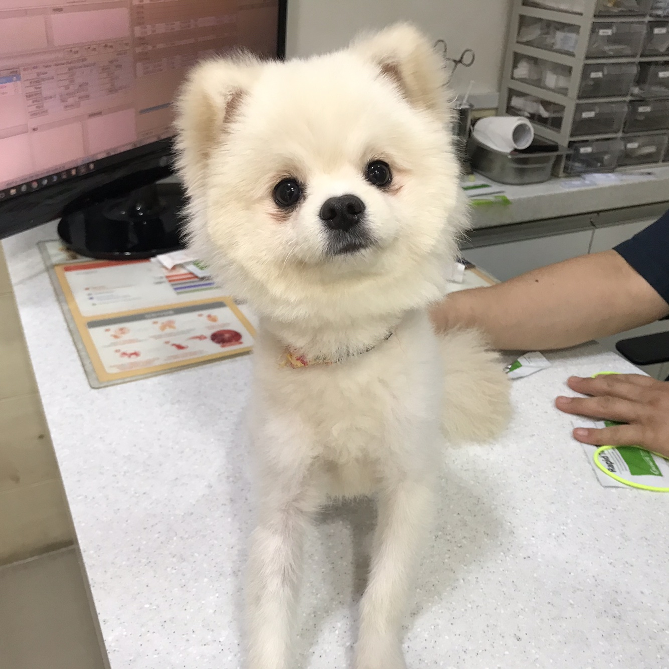포메라니안 이미지 파일 입니다.