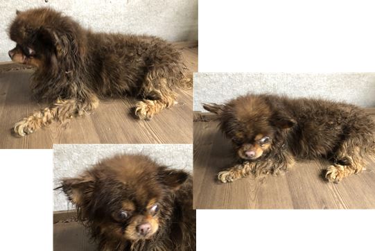 치와와 이미지 파일 입니다.