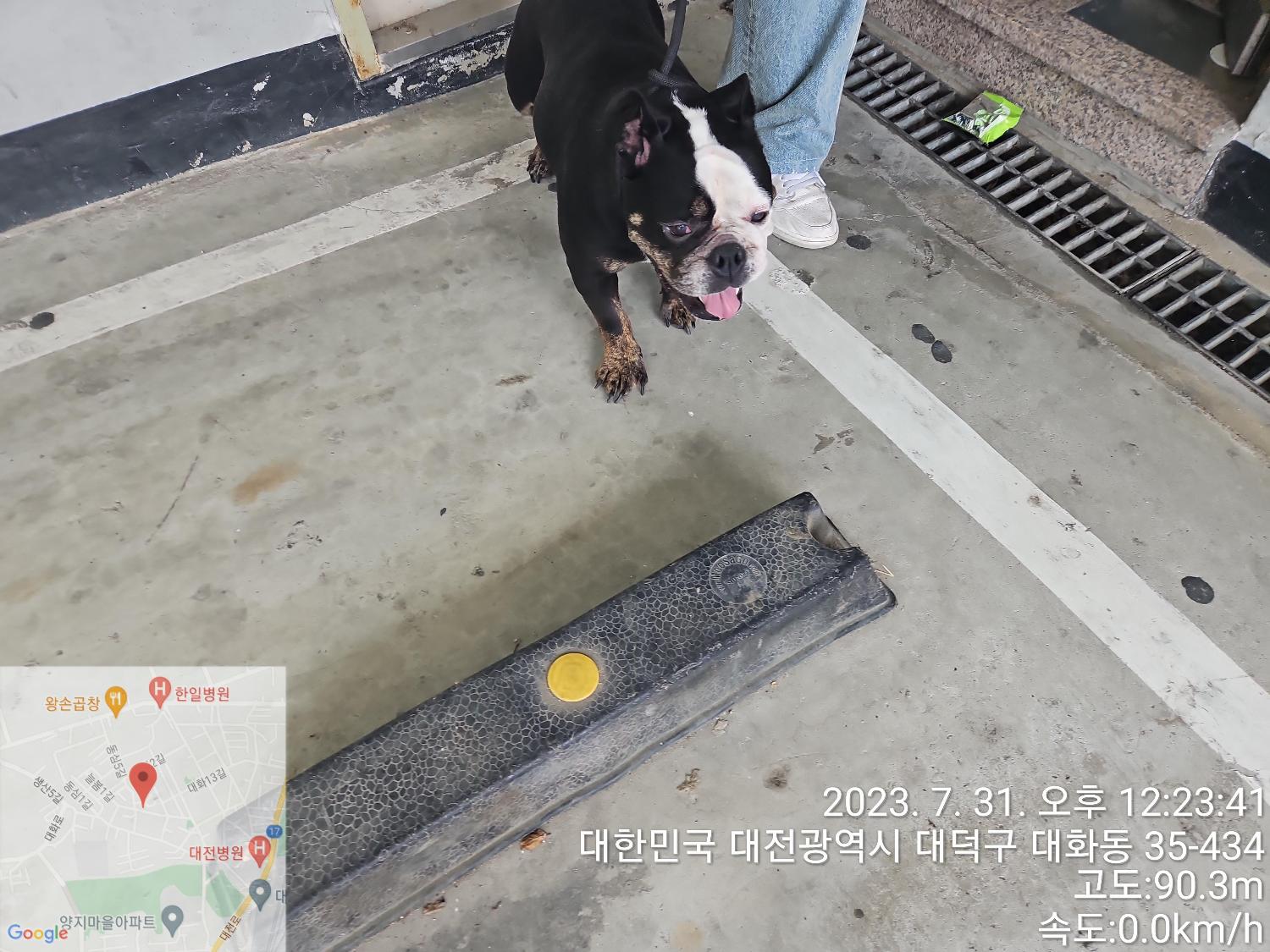 불독 이미지 파일 입니다.
