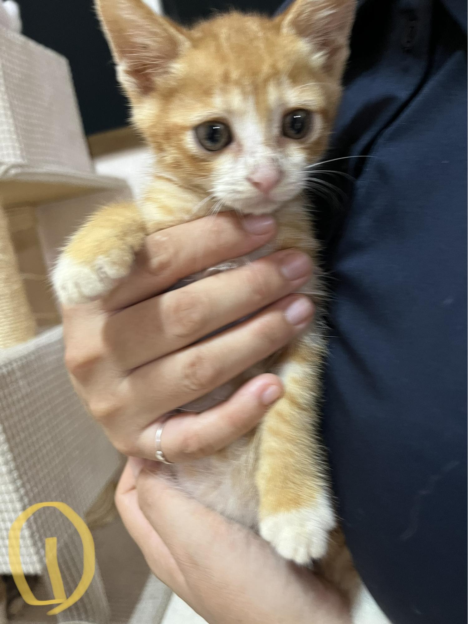 한국 고양이 이미지 파일 입니다.