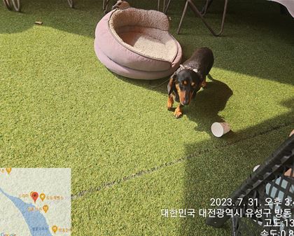 닥스훈트 이미지 파일 입니다.