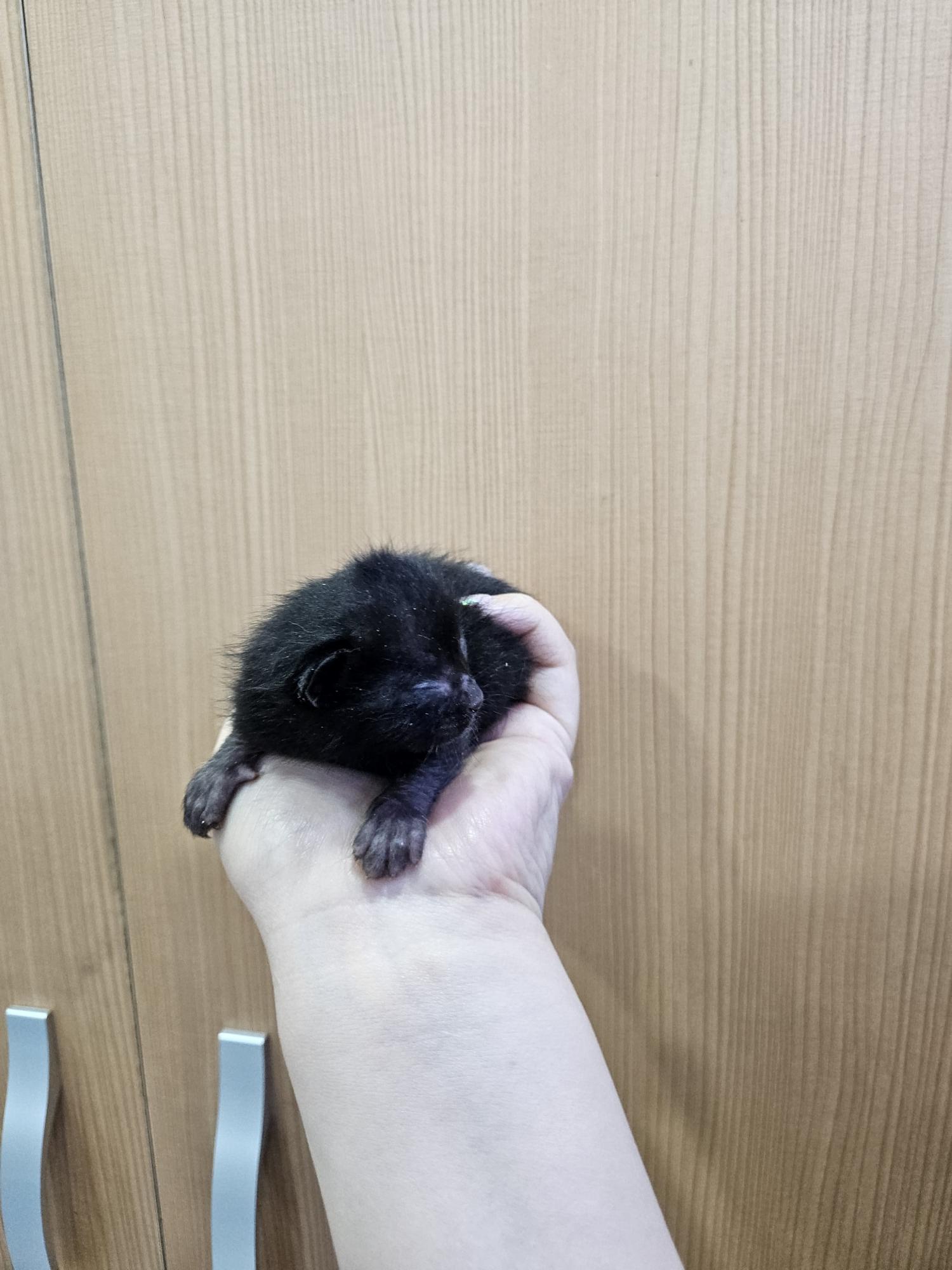 한국 고양이 이미지 파일 입니다.