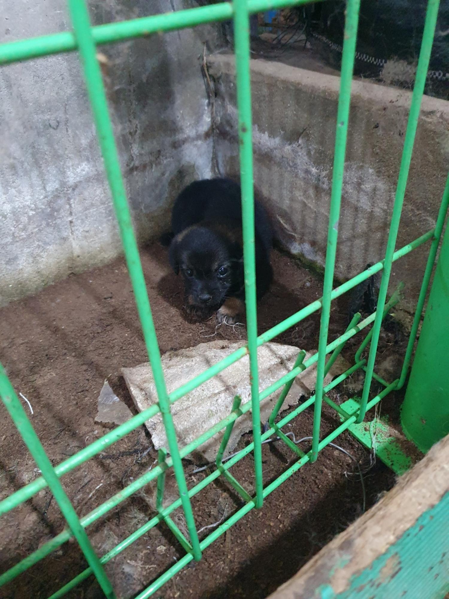 믹스견 이미지 파일 입니다.