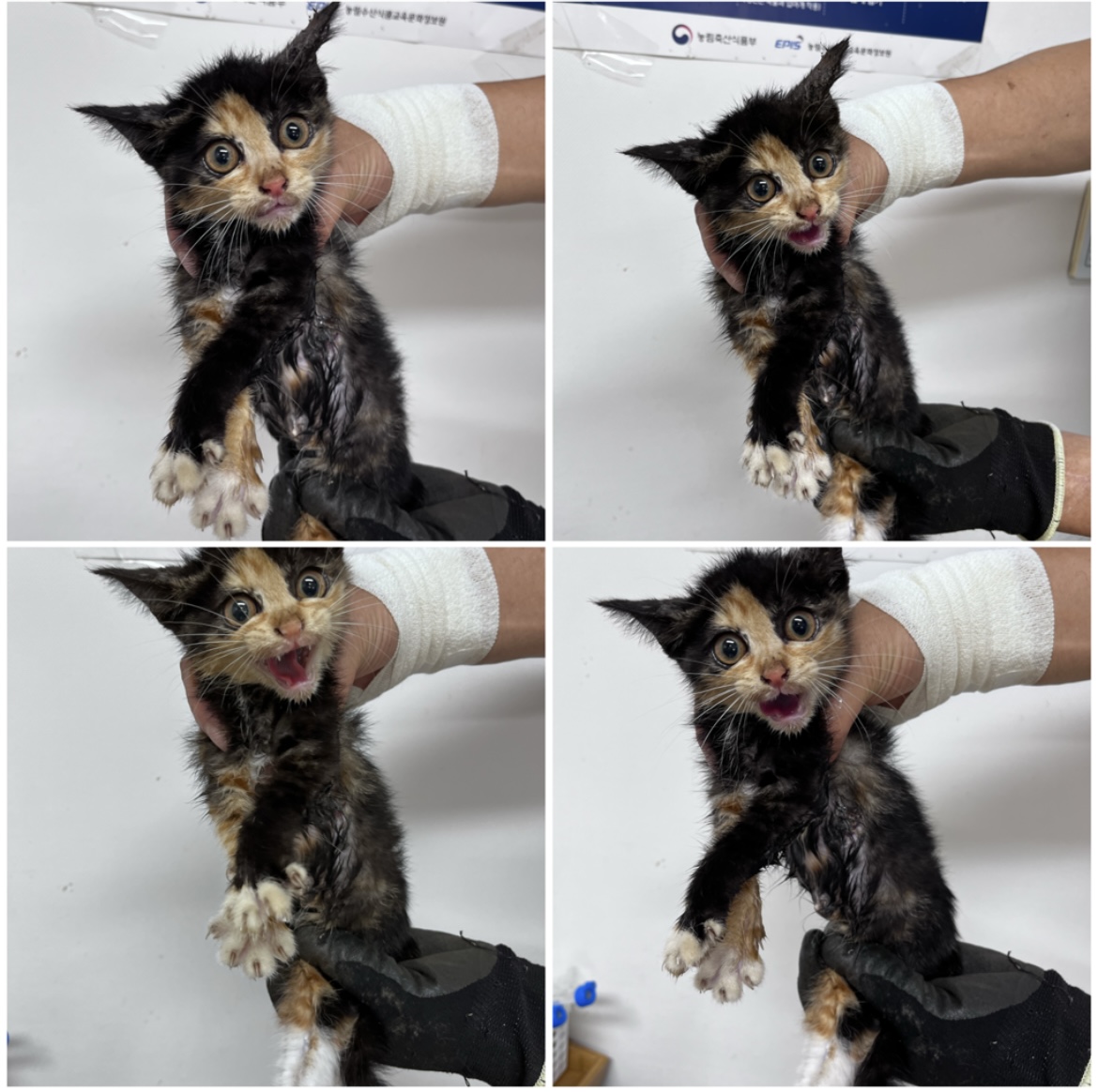 한국 고양이 이미지 파일 입니다.