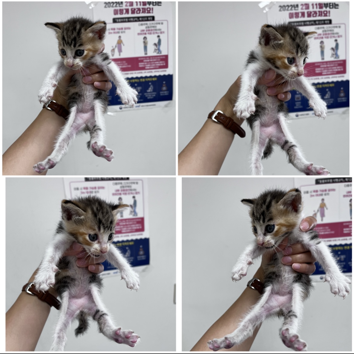 한국 고양이 이미지 파일 입니다.