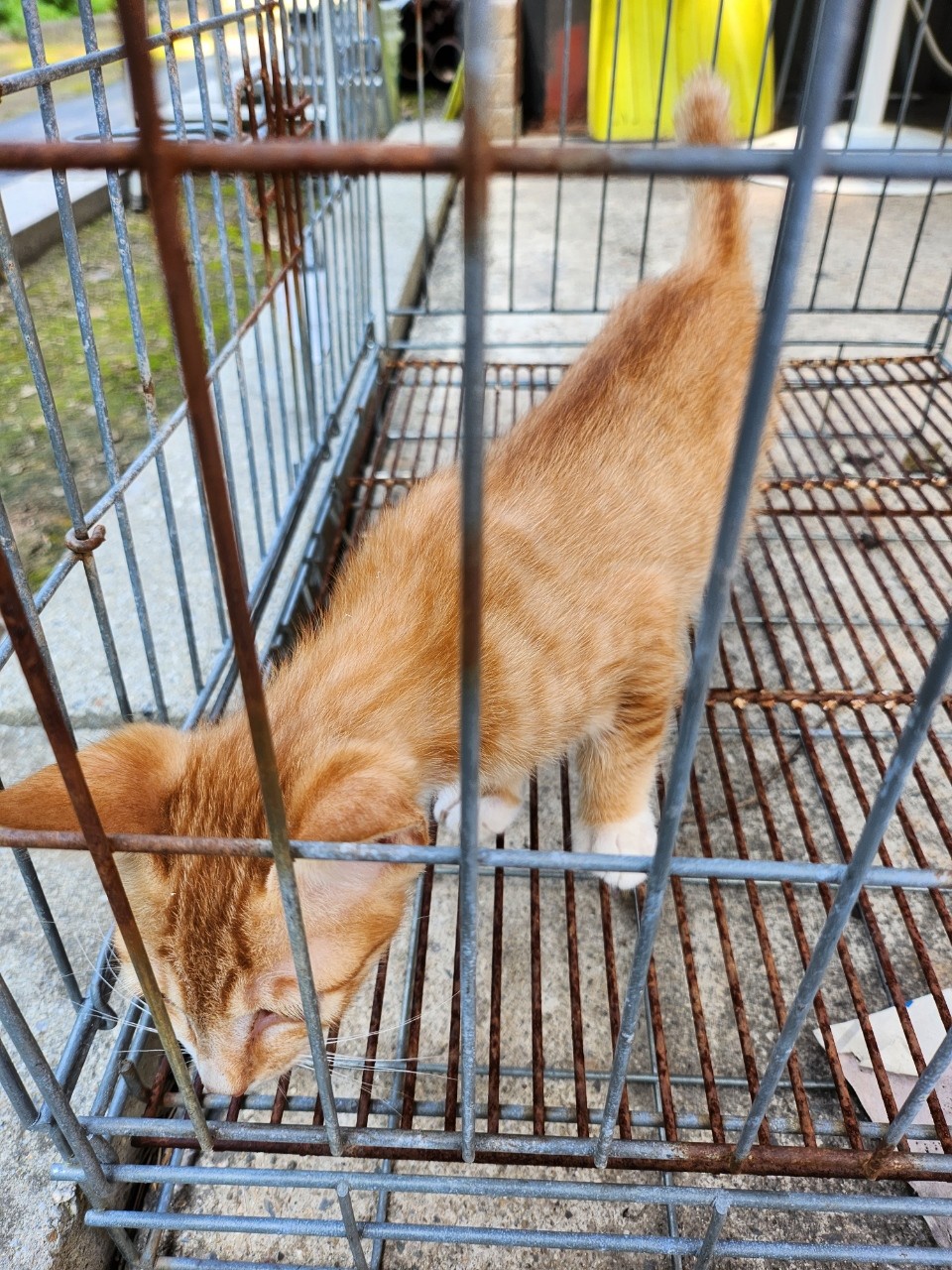 한국 고양이 이미지 파일 입니다.