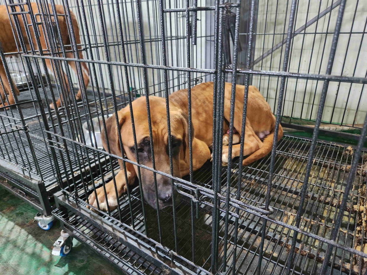 도사 이미지 파일 입니다.