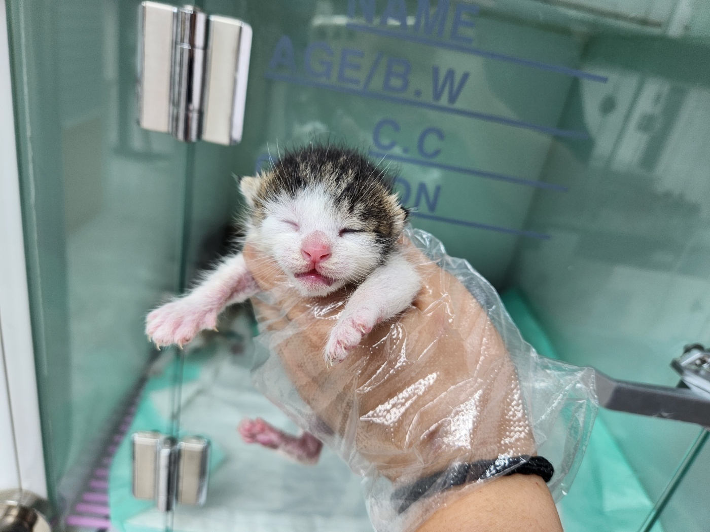 한국 고양이 이미지 파일 입니다.