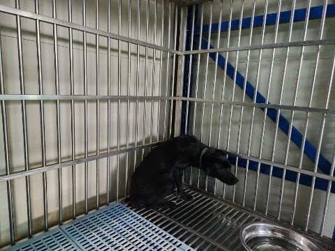 믹스견 이미지 파일 입니다.