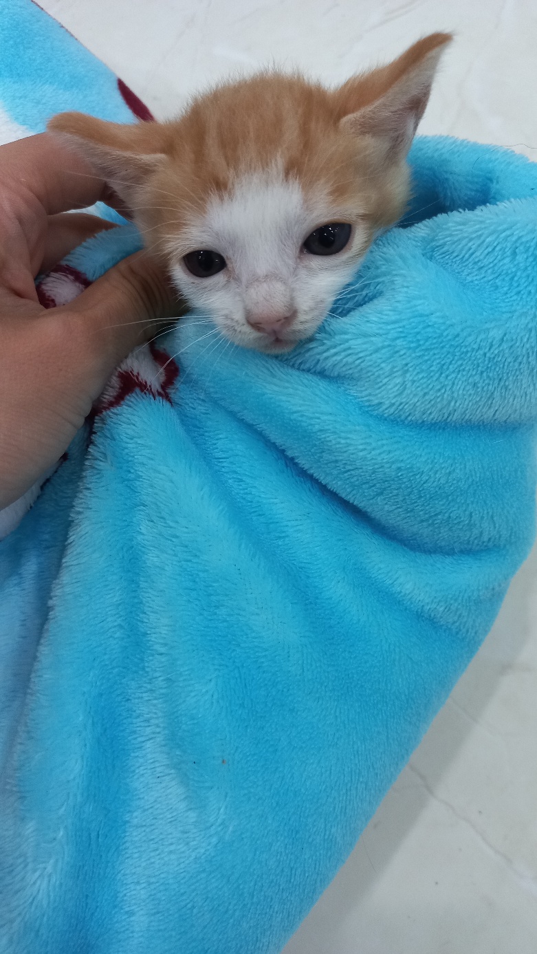 한국 고양이 이미지 파일 입니다.