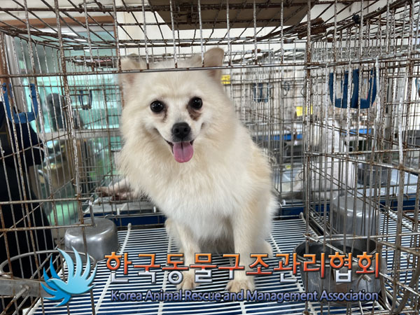 스피츠 이미지 파일 입니다.