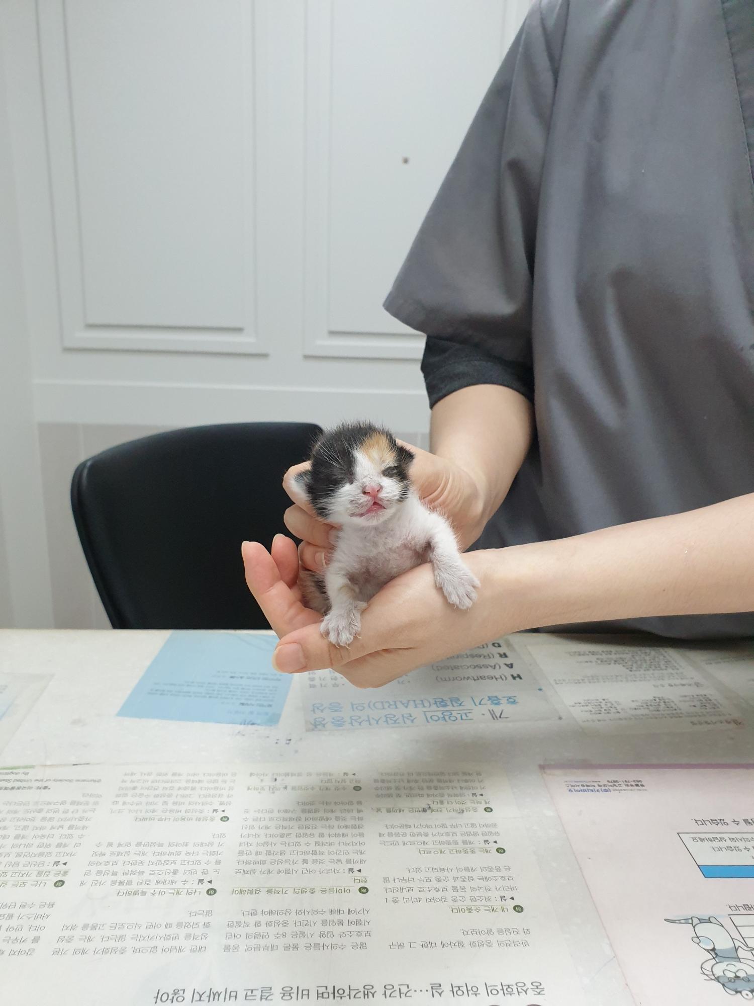 한국 고양이 이미지 파일 입니다.