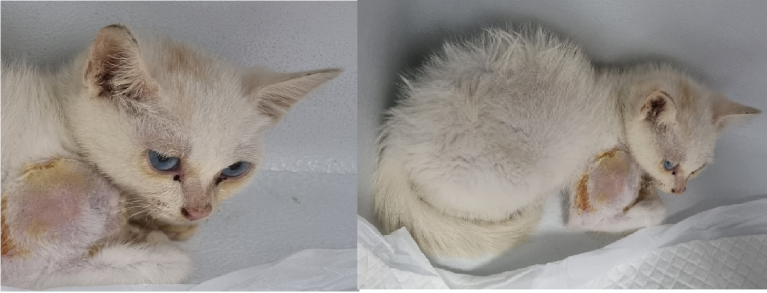 한국 고양이 이미지 파일 입니다.