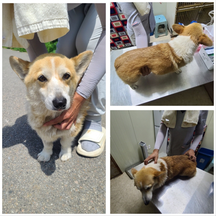 웰시 코기 펨브로크 이미지 파일 입니다.