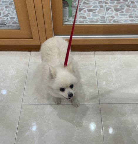 포메라니안 이미지 파일 입니다.