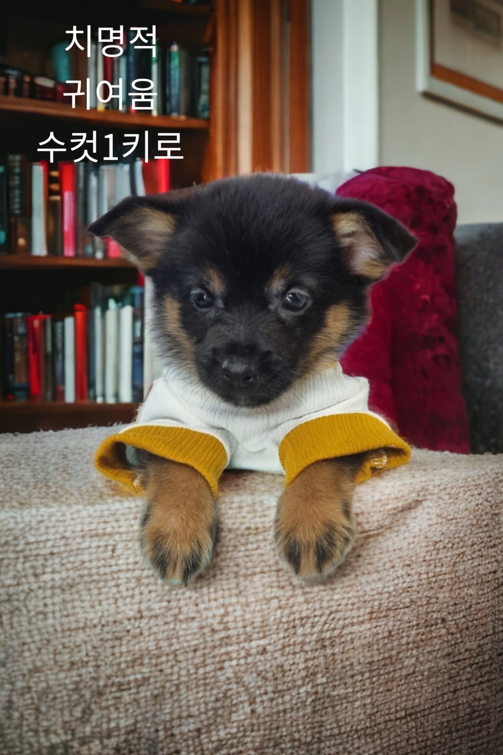 치와와믹스견 이미지 파일 입니다.
