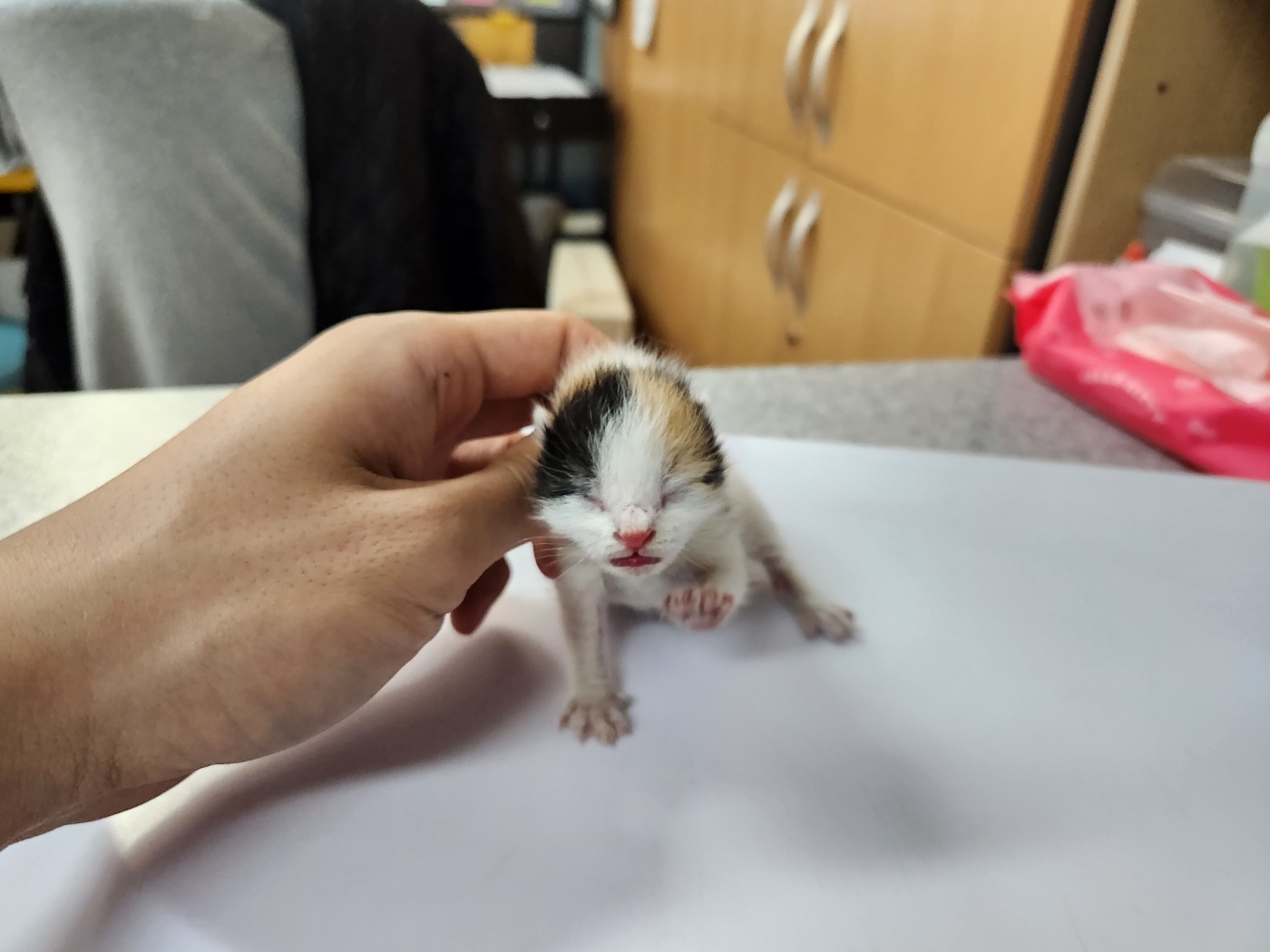 한국 고양이 이미지 파일 입니다.