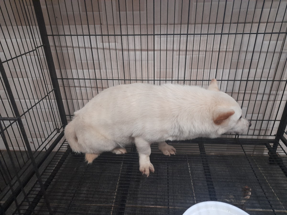 믹스견 이미지 파일 입니다.