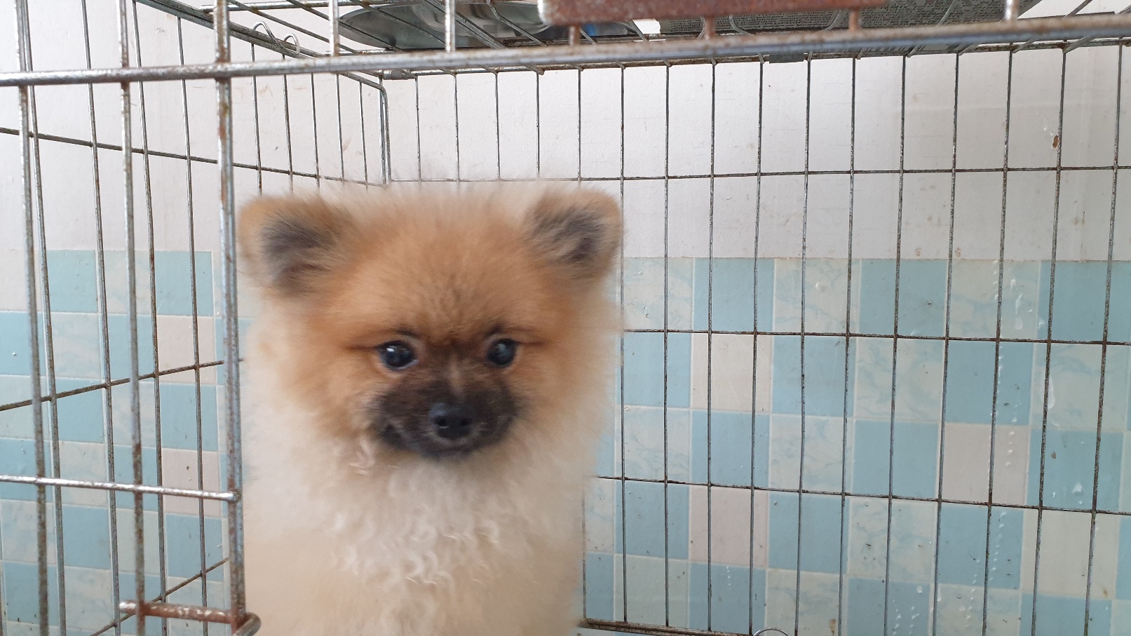 포메라니안 이미지 파일 입니다.