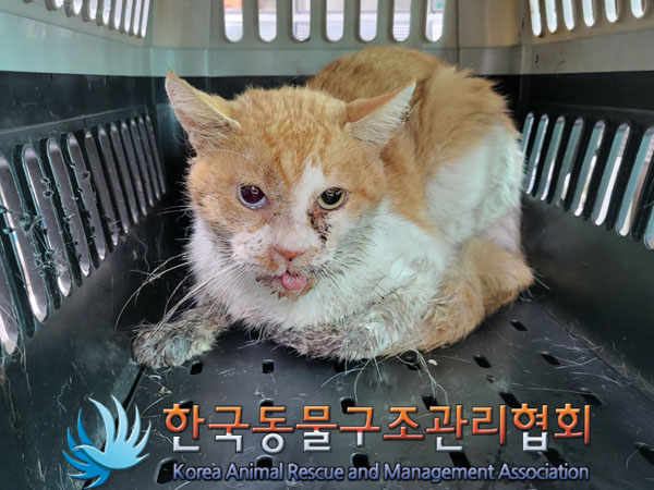 한국 고양이 이미지 파일 입니다.