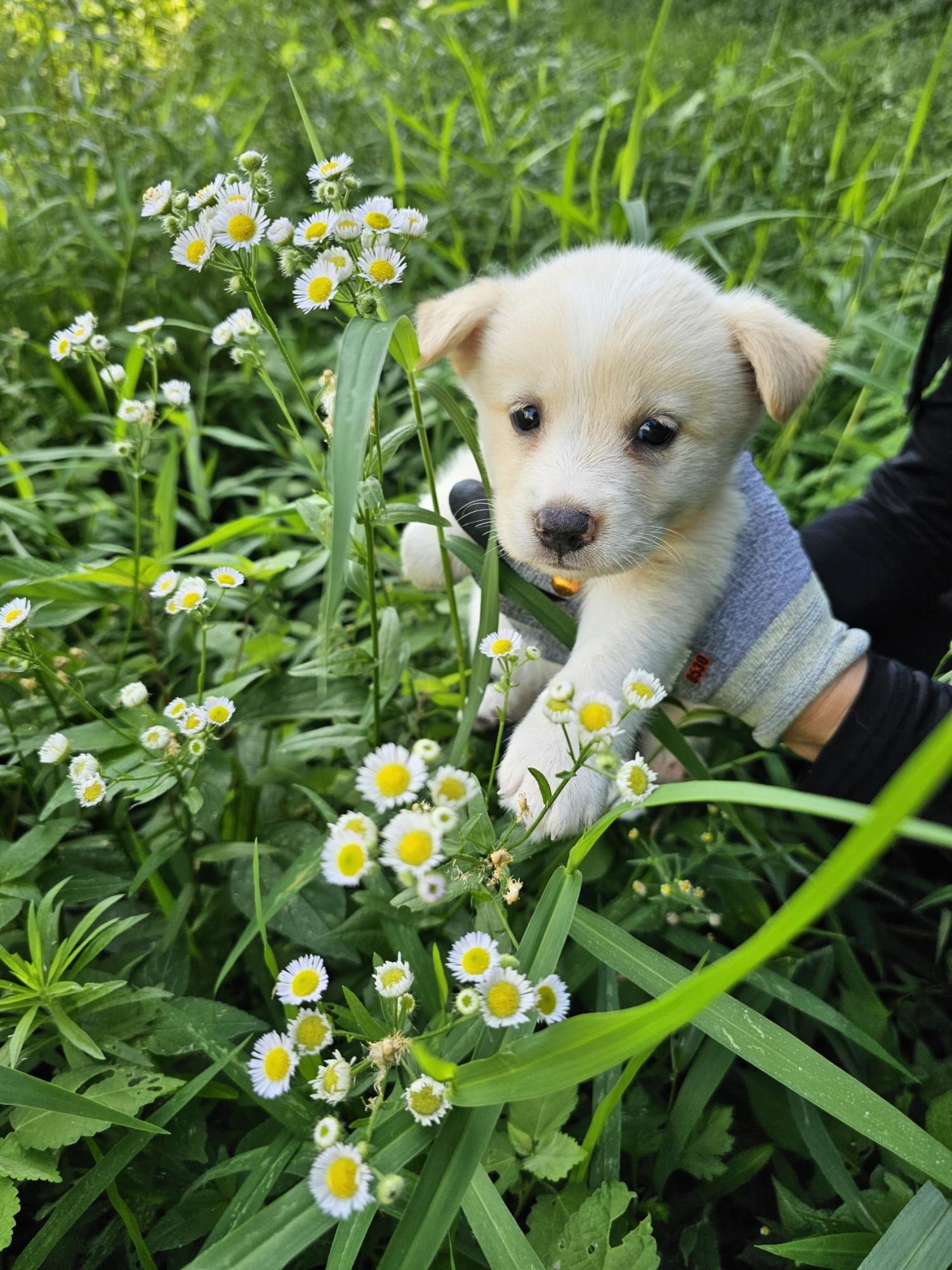 진도견 이미지 파일 입니다.
