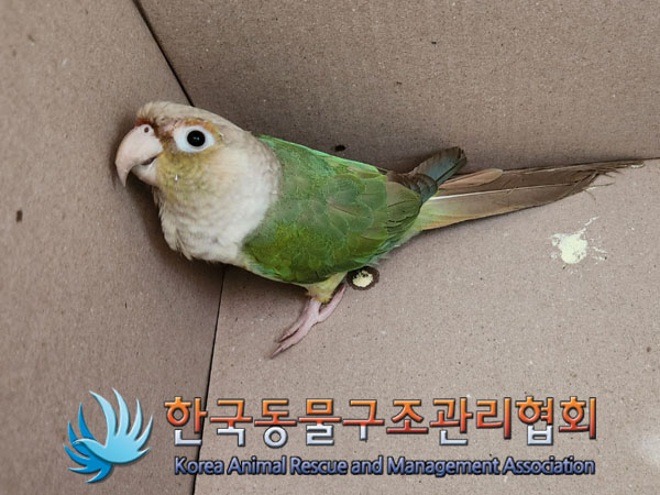 [기타축종] 앵무새 이미지 파일 입니다.