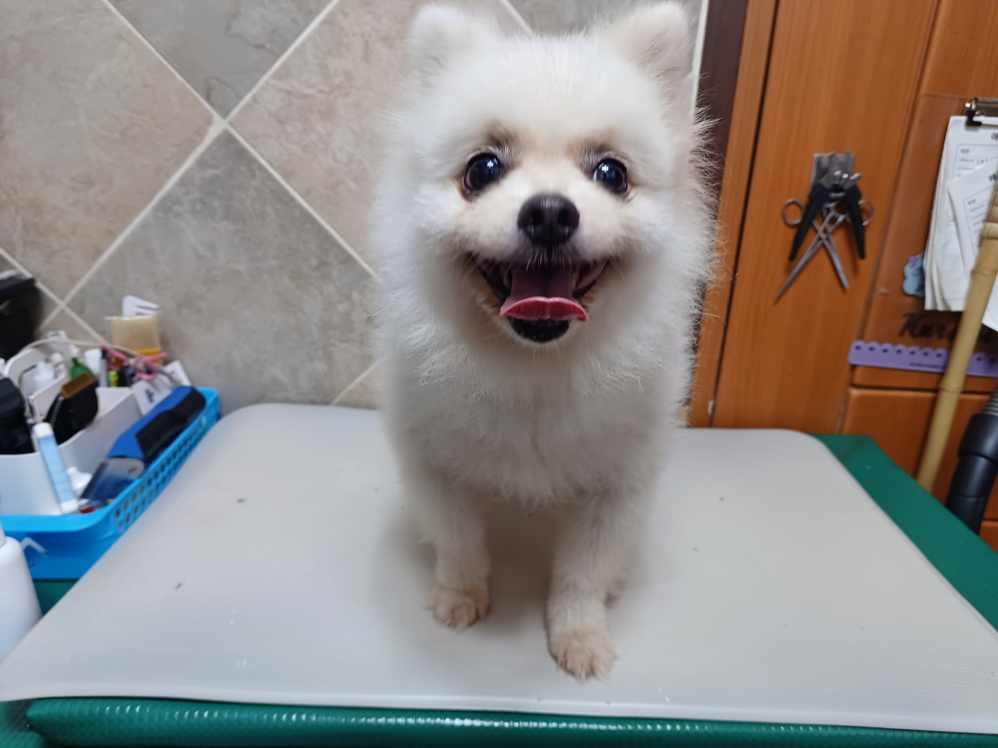 포메라니안 이미지 파일 입니다.