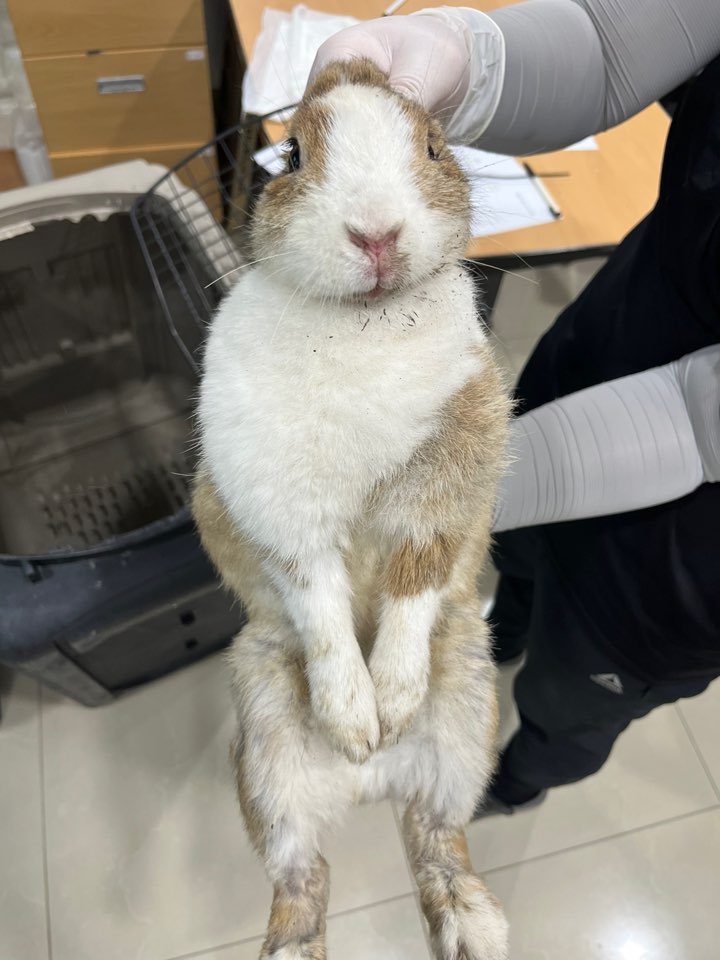 [기타축종] 토끼 이미지 파일 입니다.