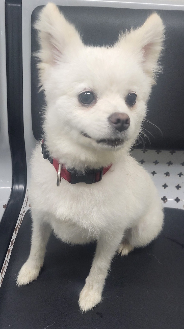 포메라니안 이미지 파일 입니다.