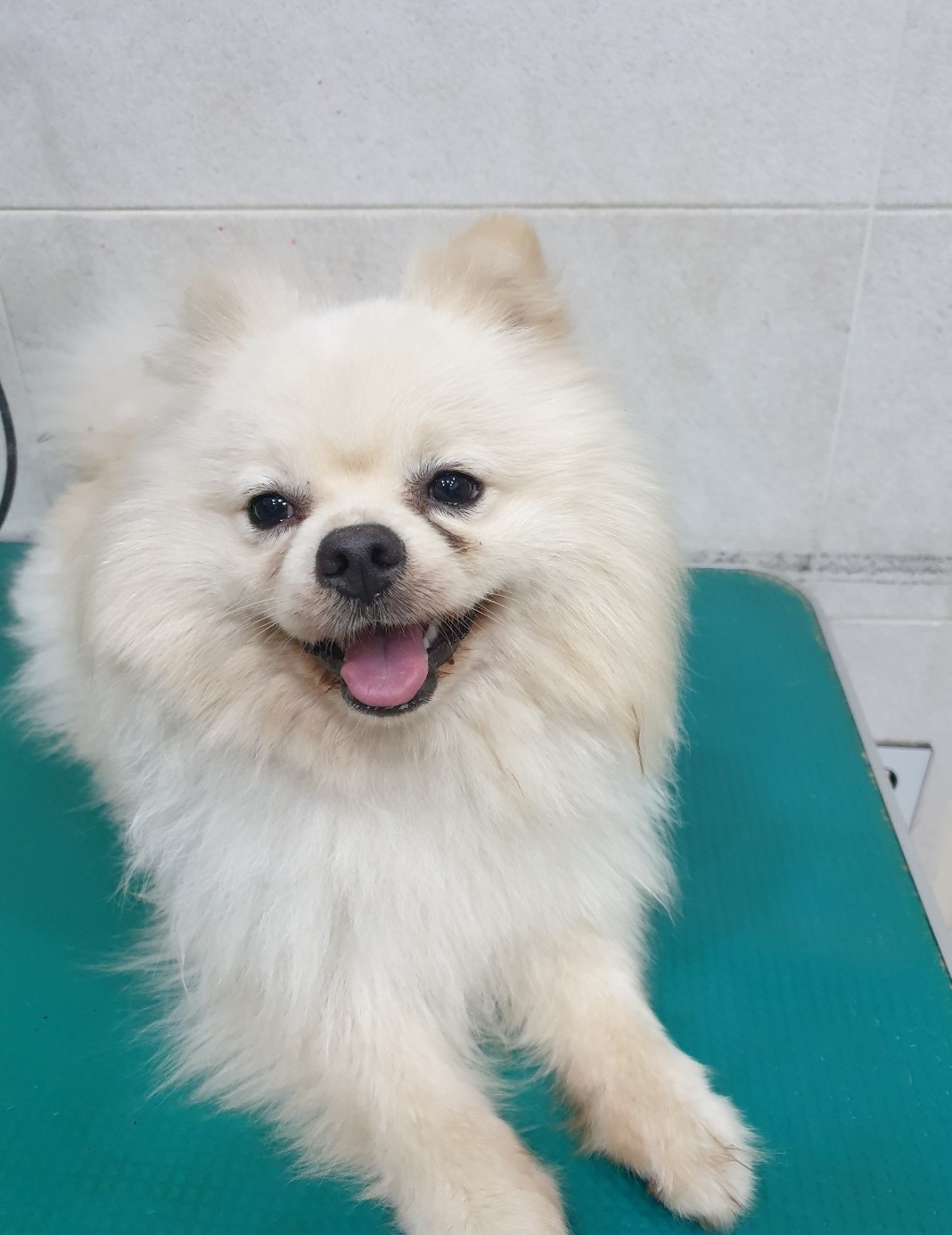 포메라니안 이미지 파일 입니다.