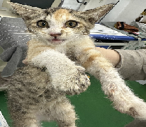 믹스묘 이미지 파일 입니다.