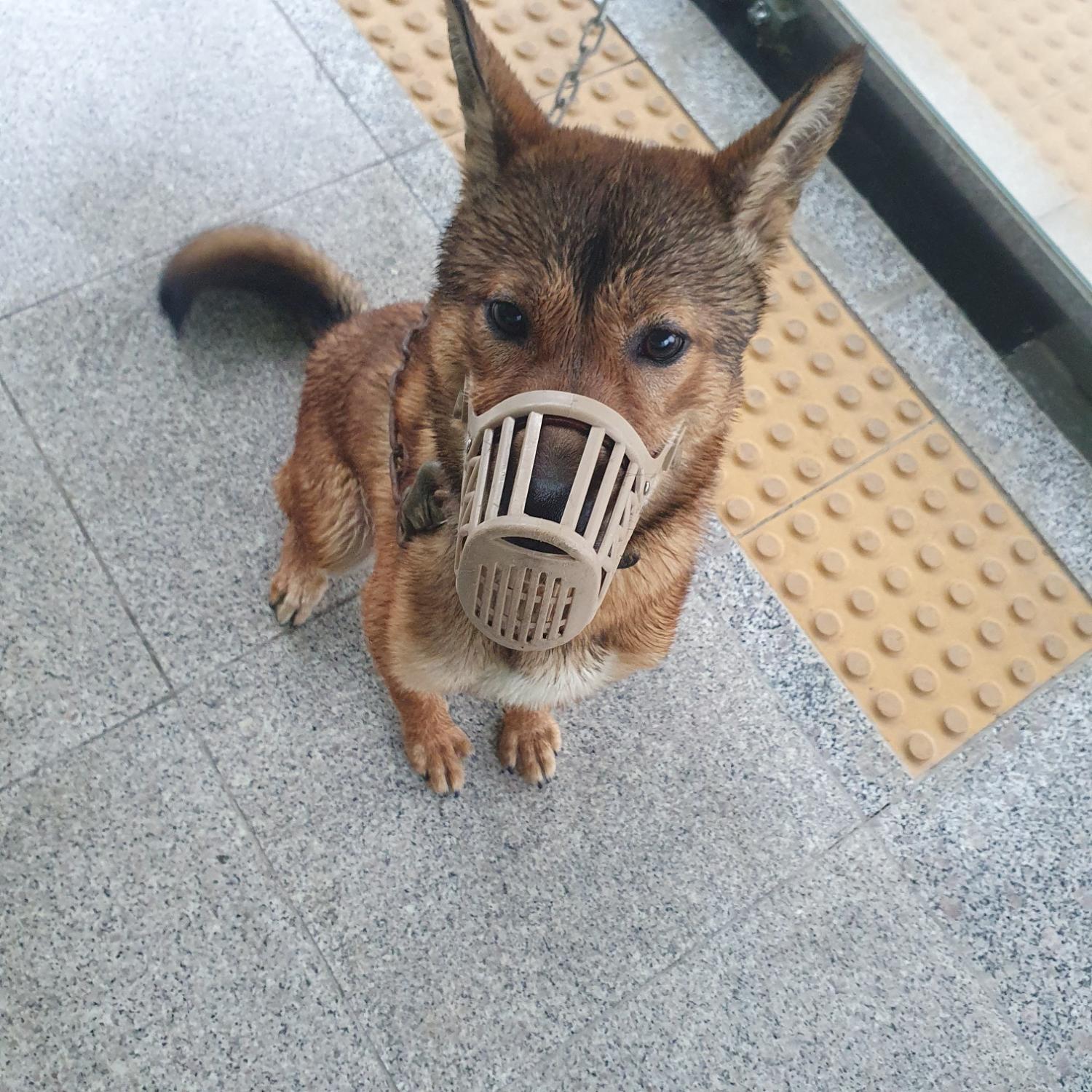믹스견 이미지 파일 입니다.