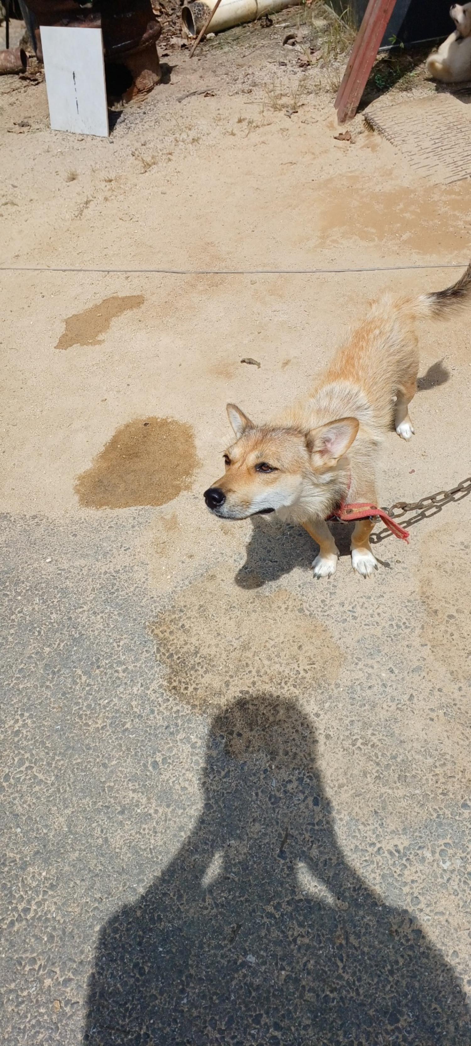 믹스견 이미지 파일 입니다.