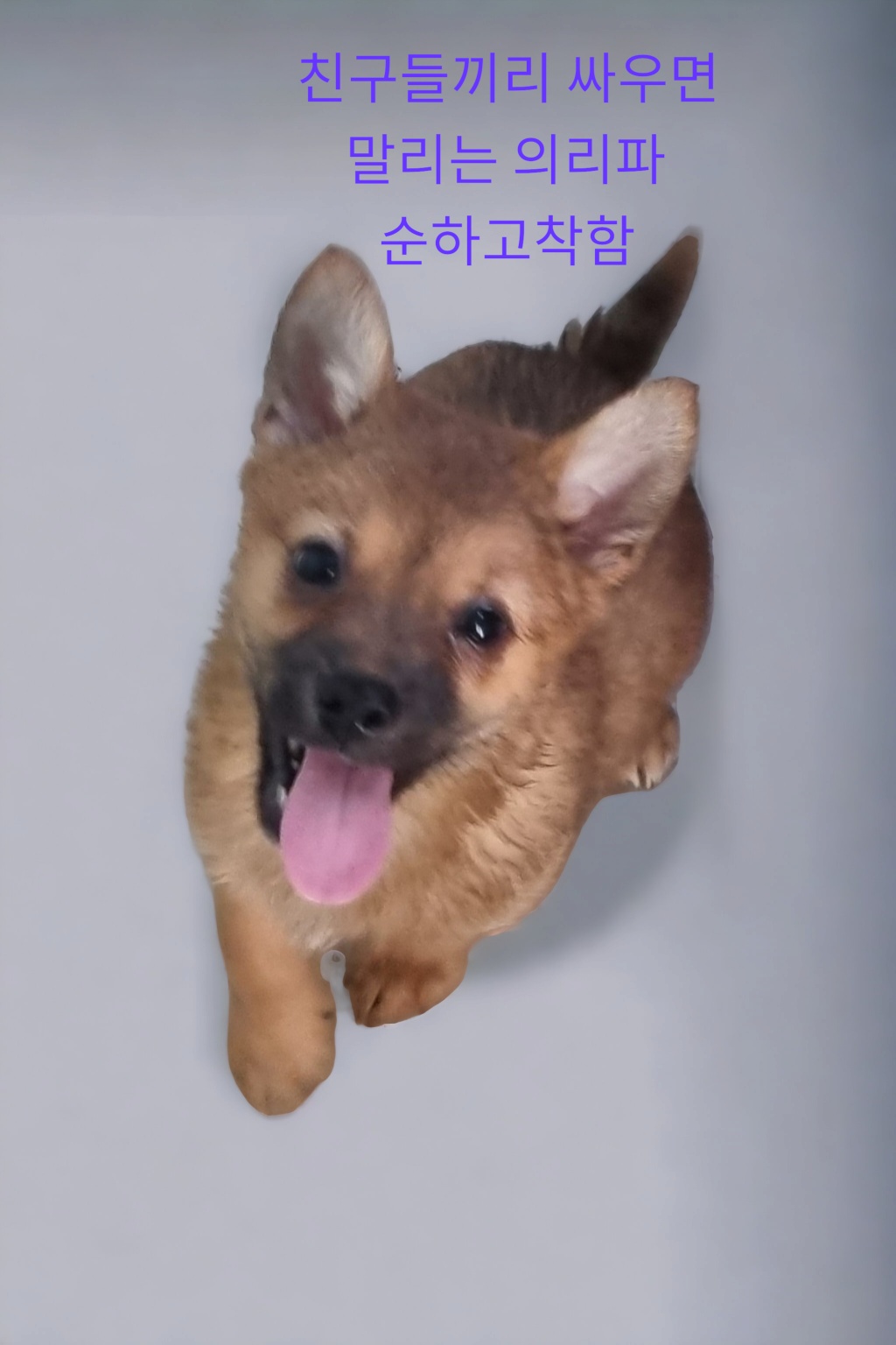 믹스견 이미지 파일 입니다.