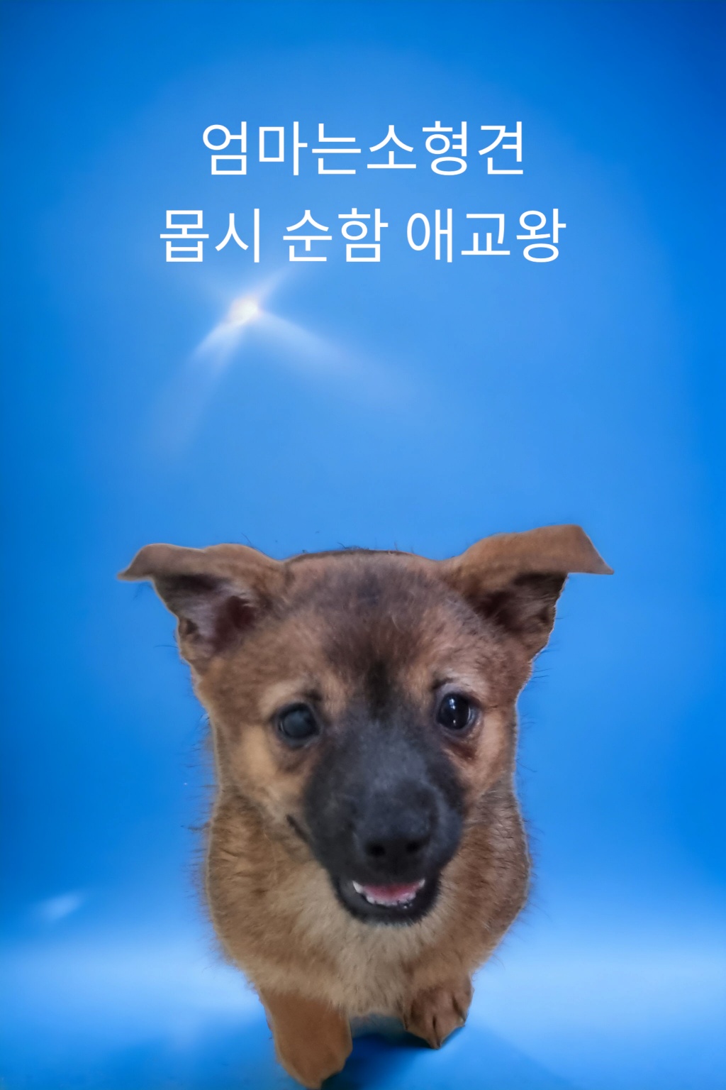 믹스견 이미지 파일 입니다.