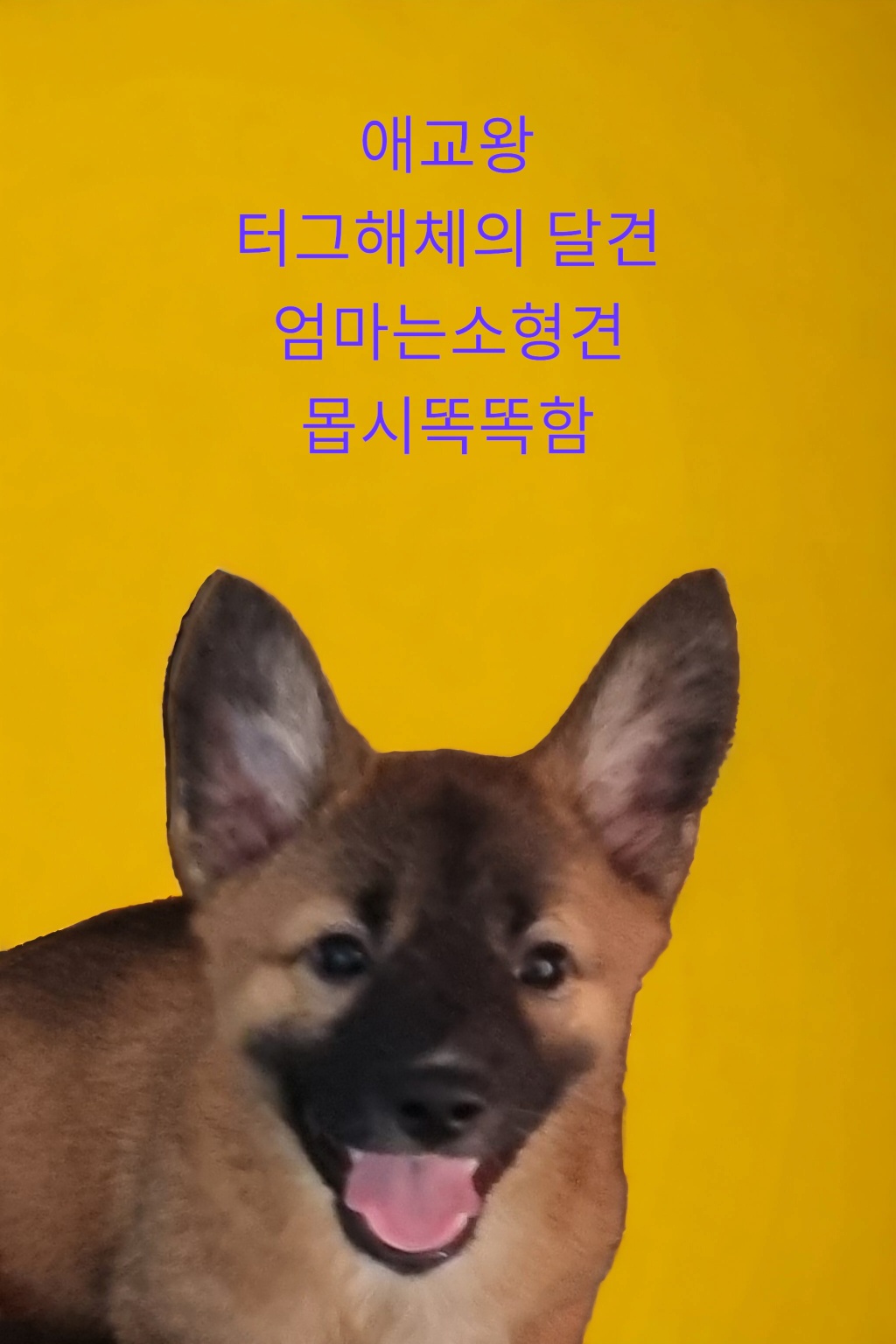 믹스견 이미지 파일 입니다.