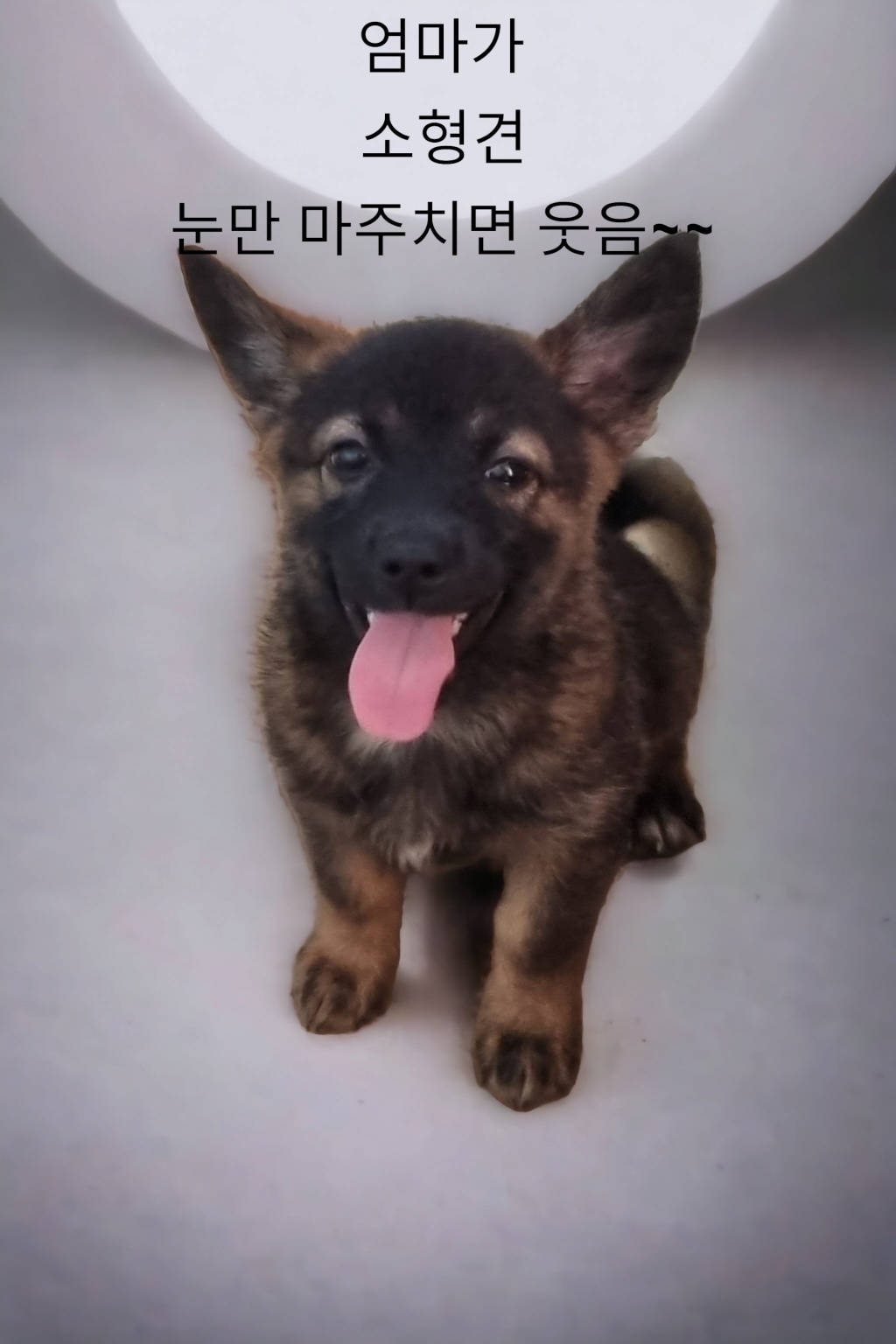 믹스견 이미지 파일 입니다.