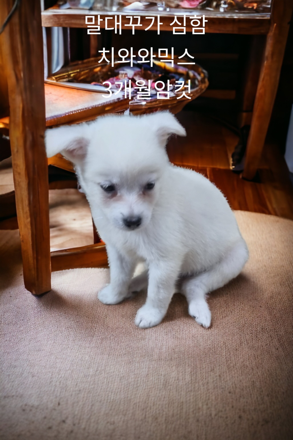 치와와믹스견 이미지 파일 입니다.